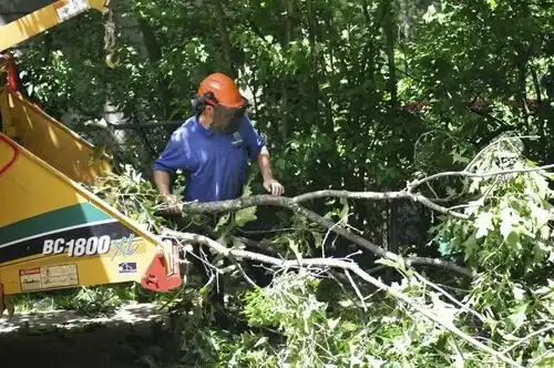 tree services Shell Valley